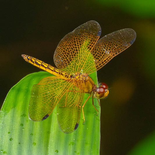 Perithemis electra (Golden Amberwing) male-4.jpg